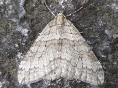 Operophtera relegata