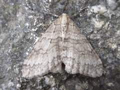 Operophtera relegata