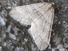 Operophtera relegata