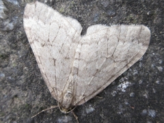 Operophtera relegata