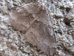 Operophtera relegata