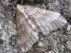 Operophtera relegata