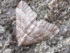 Operophtera relegata