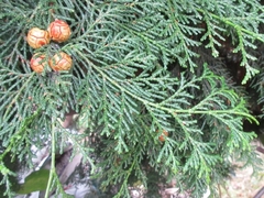 Chamaecyparis obtusa