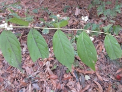 Callicarpa dichotoma