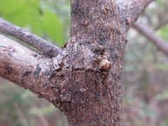 Callicarpa dichotoma