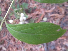 Callicarpa dichotoma