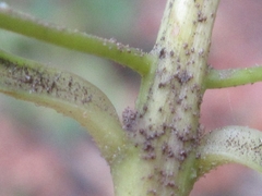 Callicarpa dichotoma