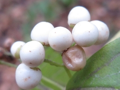 Callicarpa dichotoma