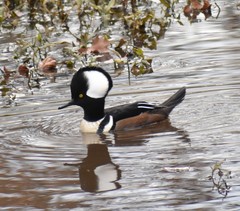 Lophodytes cucullatus