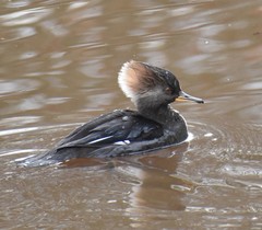 Lophodytes cucullatus