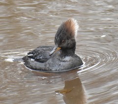 Lophodytes cucullatus