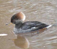 Lophodytes cucullatus