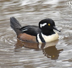 Lophodytes cucullatus