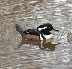 Lophodytes cucullatus
