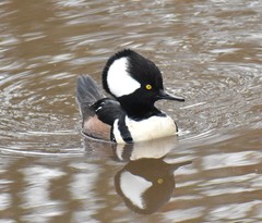 Lophodytes cucullatus