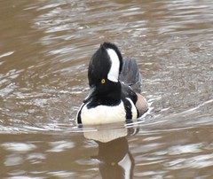 Lophodytes cucullatus