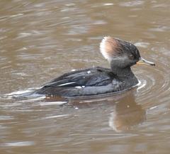 Lophodytes cucullatus