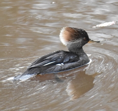 Lophodytes cucullatus