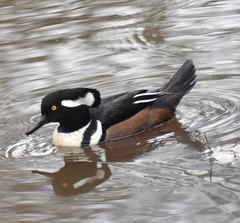 Lophodytes cucullatus