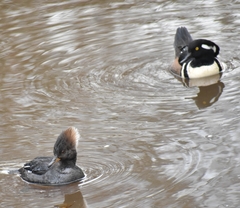 Lophodytes cucullatus