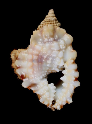common distorsio