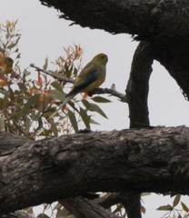 Neophema chrysostoma