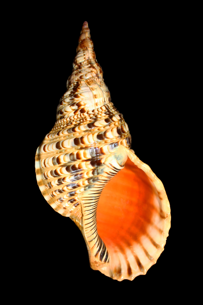 Giant triton