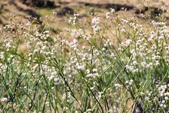 Eriogonum elatum