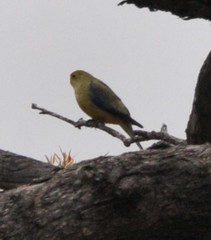 Neophema chrysostoma