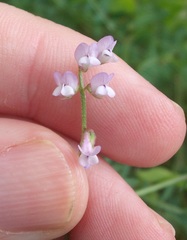 Vicia disperma