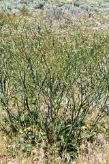 Eriogonum elatum
