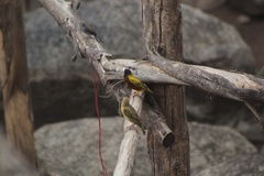 Ploceus jacksoni