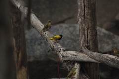 Ploceus jacksoni