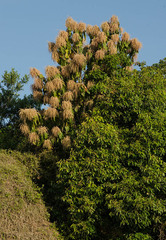 Triplaris americana