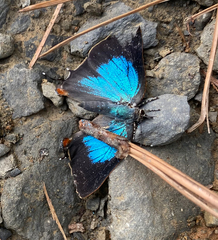 Parrhasius moctezuma