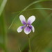 Viola hederacea - Photo (c) Reiner Richter, algunos derechos reservados (CC BY-NC-SA), subido por Reiner Richter