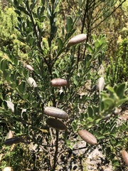 Podalyria sericea