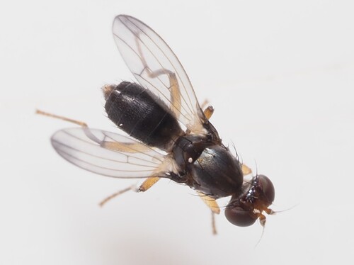 Geomyza angustipennis