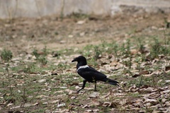 Corvus albus