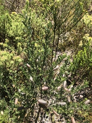Podalyria sericea