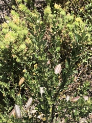 Podalyria sericea