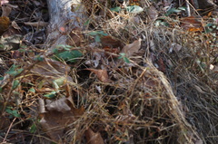 Microstegium vimineum