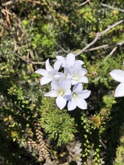 Roella amplexicaulis