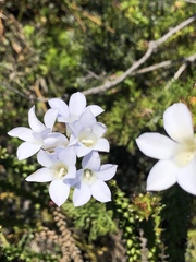Roella amplexicaulis