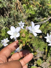 Roella amplexicaulis