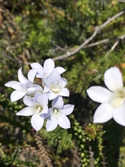 Roella amplexicaulis