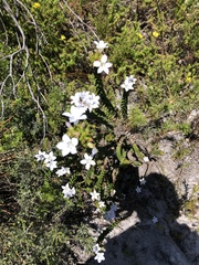 Roella amplexicaulis