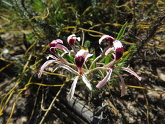 Pelargonium longifolium