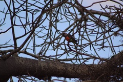 Poicephalus rufiventris